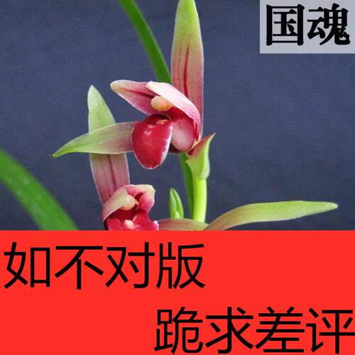 云南室内兰花苗自然栽培名贵建兰国魂带花苞浓香阳台花卉兰花盆栽