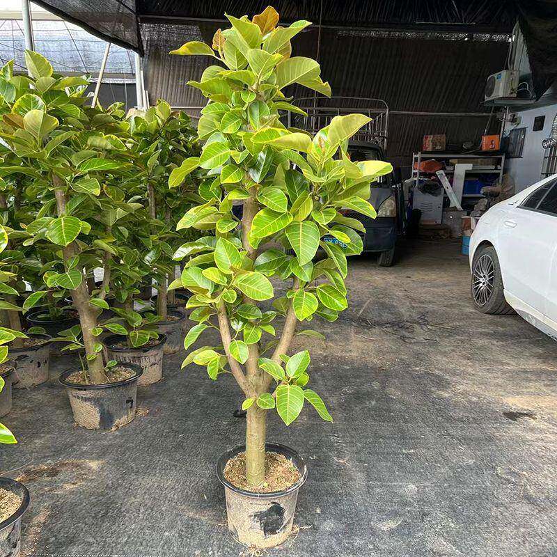 黄金榕盆栽造型绿植室内客厅观叶大型植物花叶榕橡皮树青叶富贵榕