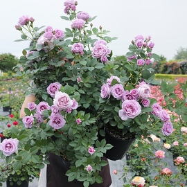 果汁阳台月季花苗特大花浓香，玫瑰花盆栽蔷薇花苗四季开花庭院阳台