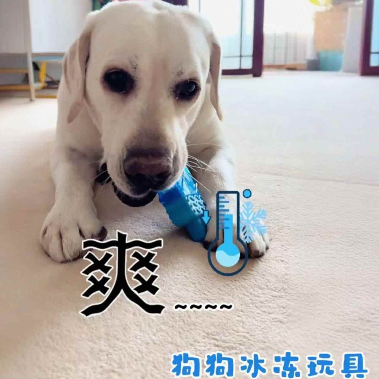 狗狗冰冻玩具解闷磨牙降温注水冰爽棒冰宠物骨头耐咬夏季解暑冰棍