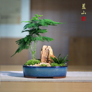 藍山文竹室內凈化空氣四季 常青小盆栽微型苔蘚禪意山水桌面小盆景
