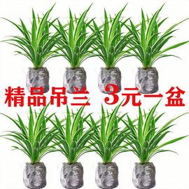 金边吊兰去甲醛植物，四季常青净化空气，室内办公室好养活花卉盆栽