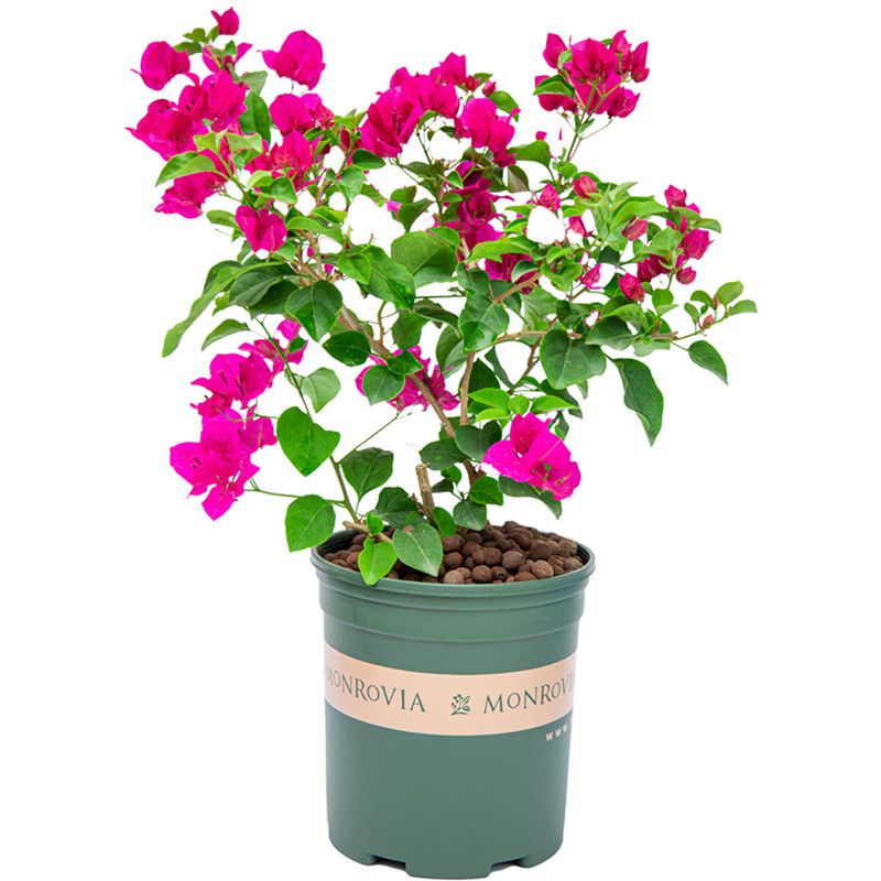 三角梅花苗爬藤植物四季开花重瓣勤花阳台盆栽庭院易活三角梅树苗