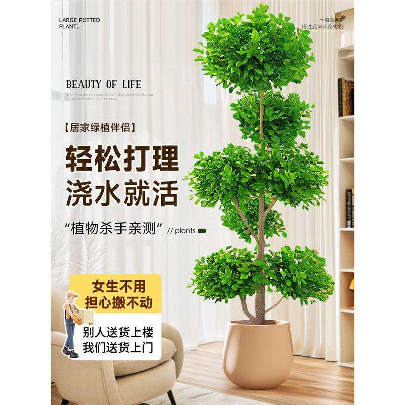 金钱榕大盆栽室内客厅大型绿植摇钱树发财树四季常青落地榕树植物