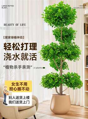 金钱大榕盆栽地超大金钱室内客厅大型绿植摇钱发树财树四季常青落