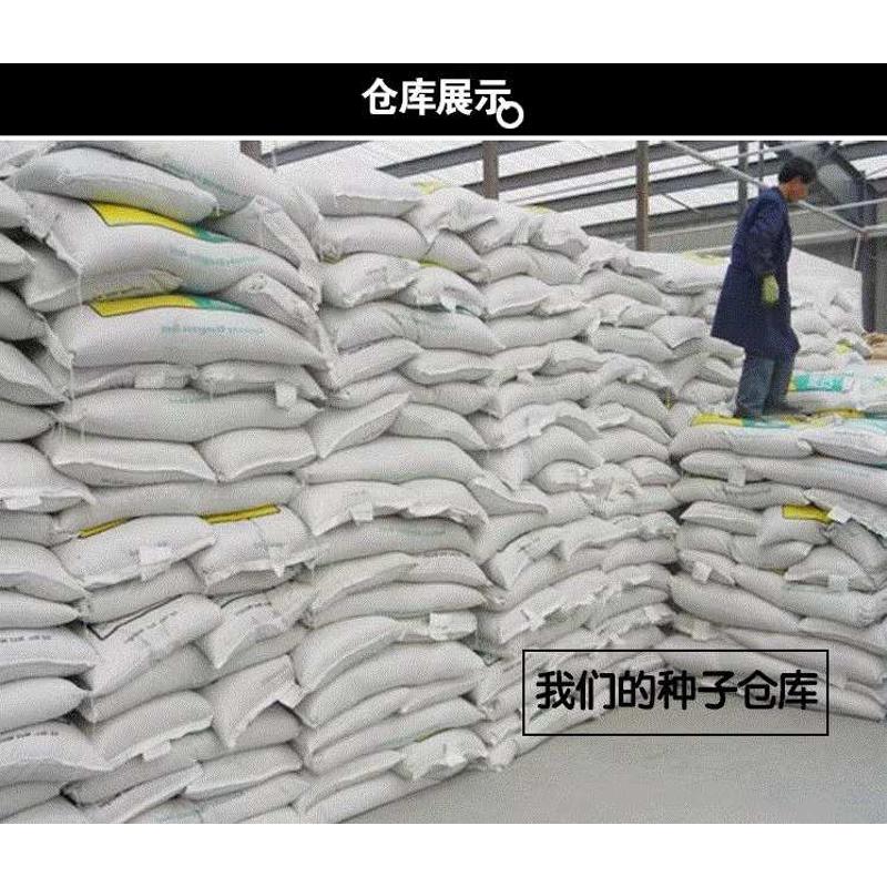鱼塘水草种子孑籽苦草伊乐藻轮叶黑藻依专真养殖草鱼虾蟹净化植物