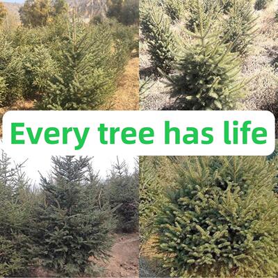 Spruce Tree Christmas tree Every tree has life Potted Plant