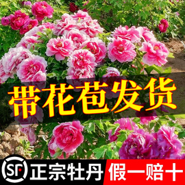 牡丹花苗正宗山东菏泽洛阳芍药牧丹大苗室外盆栽重瓣观赏树苗花卉