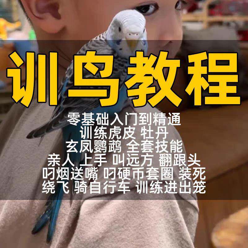 鹦鹉训练教程训鸟虎皮杜丹玄凤鹦鹉训练全套上手训练鹦鹉说话