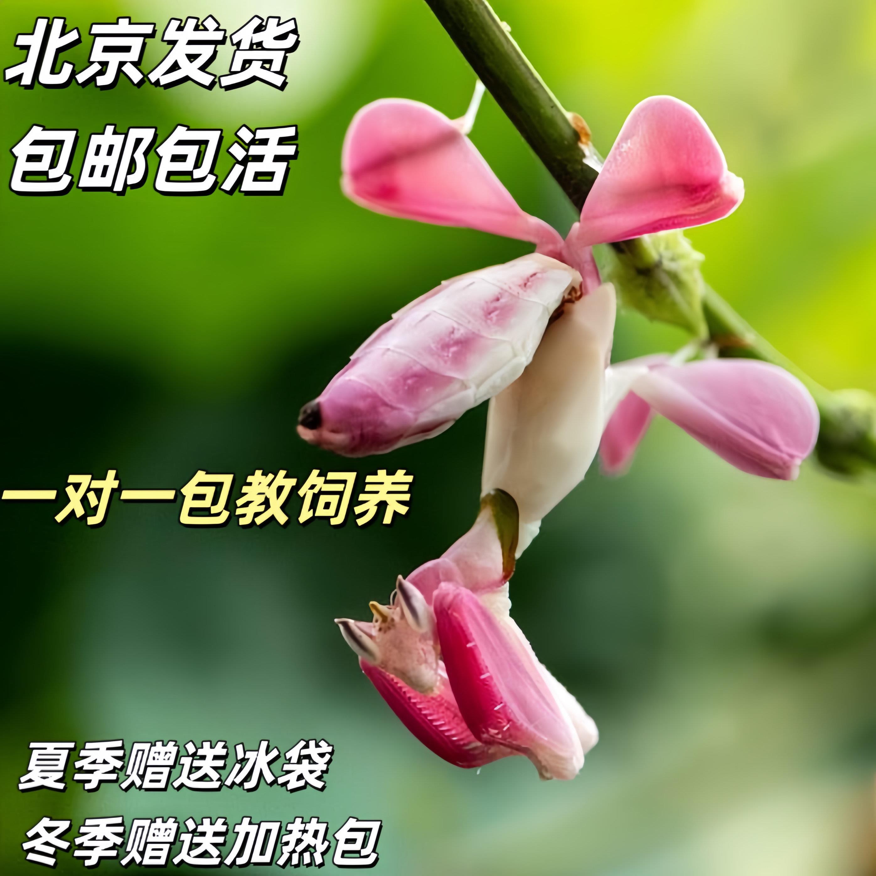 兰花螳雨林缸螳螂活体另类宠物办公教室饲养动物昆虫创意儿童礼物
