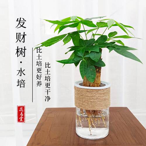 水培发财树小盆栽客厅绿植物花盆景室内专用装饰四季常青水培花卉
