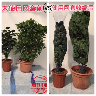 藍(lán)色收縮網(wǎng)套綠植花卉收縮網(wǎng)套綠植套其它園藝用品網(wǎng)套植物打包用