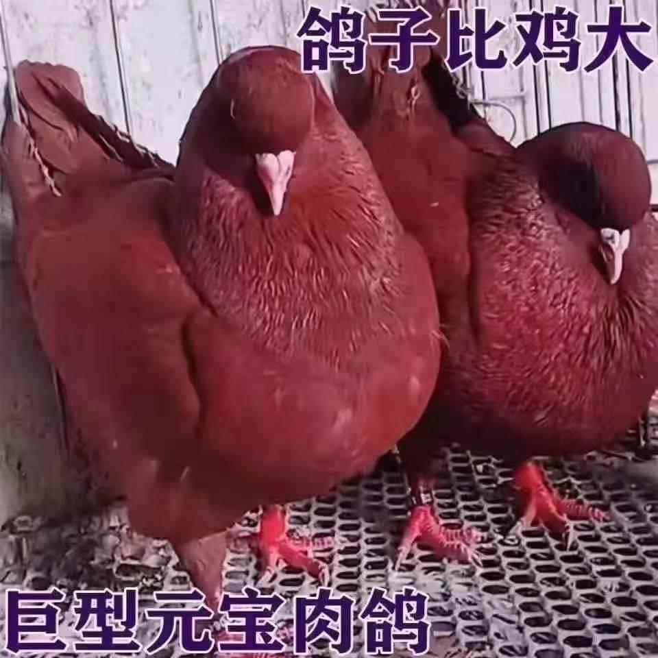 纯种元宝鸽一对特大型鸽子活体信鸟