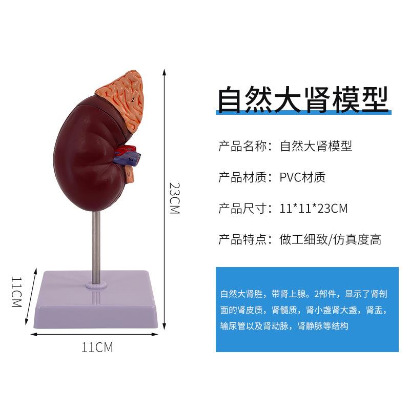 教学仿真肾脏模型人体标本1:1自然大人体肾脏模型内脏解剖结构学