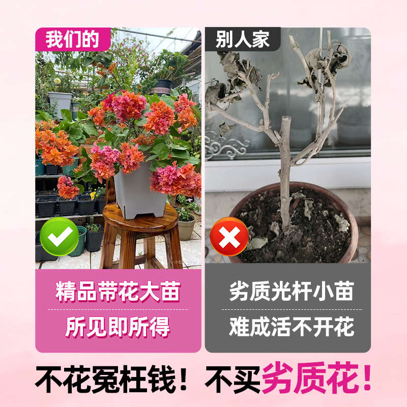 三角梅盆栽带花绿樱红樱垂丝老桩特大苗阳台爬藤重瓣四季开花绿植