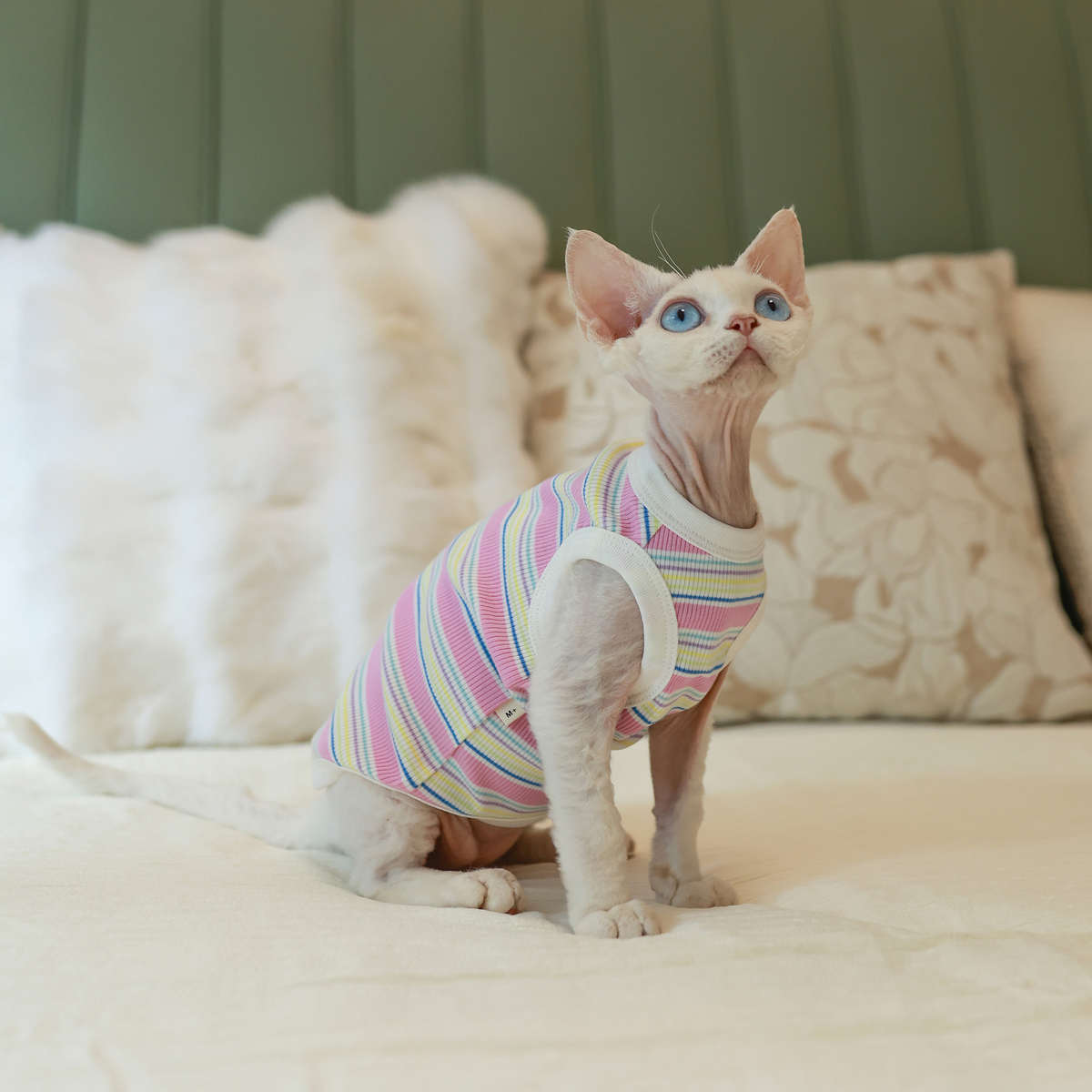条纹弹力背心空调服任发财无毛猫衣服德文衣服斯芬克斯猫可爱