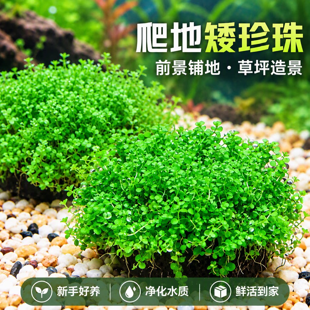爬地矮珍珠旗舰店鱼缸专用造景水草前景草无需底砂净化水质好养