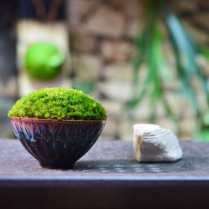 精品青苔小盆栽迷你桌面盆景生态瓶苔藓微景观好养室内防辐射加湿