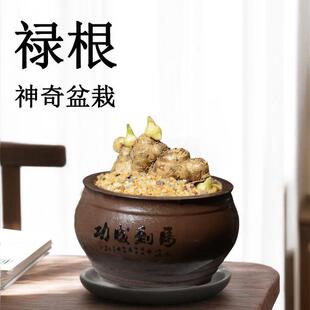 禄根盆栽带芽好养灵草不当生姜苗种植植物办公室内桌面小绿植盆景