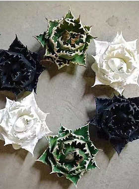 龙舌兰科植物合集稀有品种 Agave 泷雷世之雪吉祥冠耐旱多肉植物