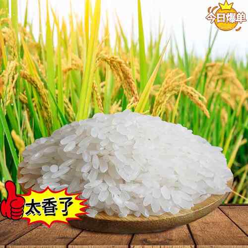 新疆包邮新米黄豆蛋白肥自家种植非烘干 干大米冷藏或通风干 干燥