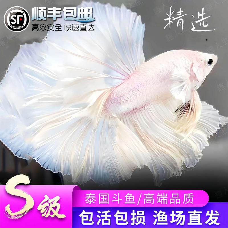 赛级泰国斗鱼粉白活鱼仙女婚纱纯白半月观赏鱼热带鱼赛级泰国斗鱼