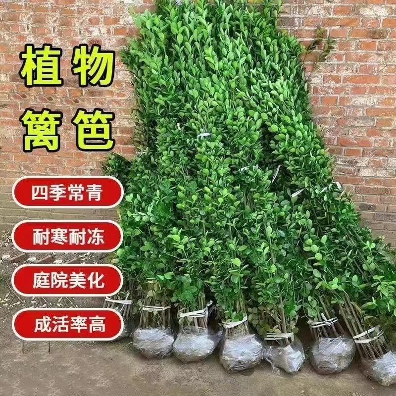 北海道黄杨篱笆冬青苗花园围栏室外绿植绿叶户外绿化绿色植物