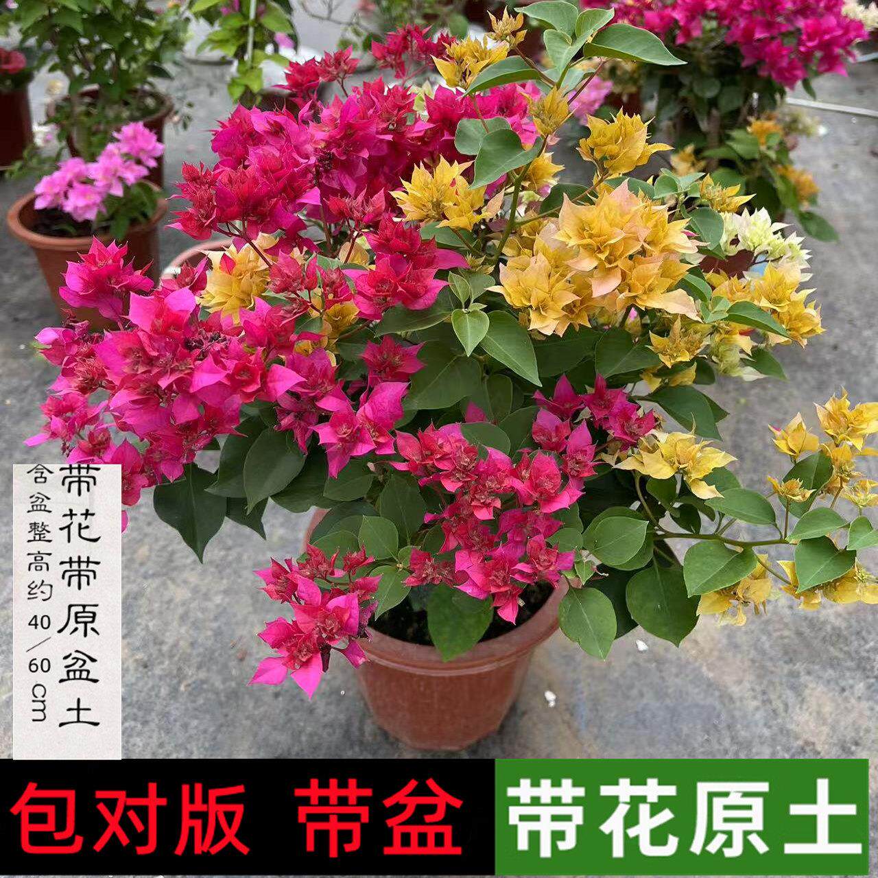 重瓣四喜三角梅四季开花盆栽带花老桩漳红樱绿樱勤花爬藤苗好养活