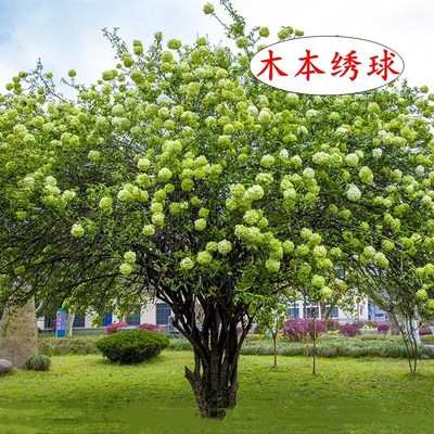 庭院别墅木本绣球花苗中华斗绣球树苗盆栽地栽植物楼顶阳耐寒耐热