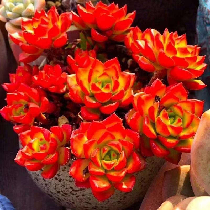 室办高蒂贵养玫叶瑰焰亚肉老多桩公盆火栽选可71796内控室优多头