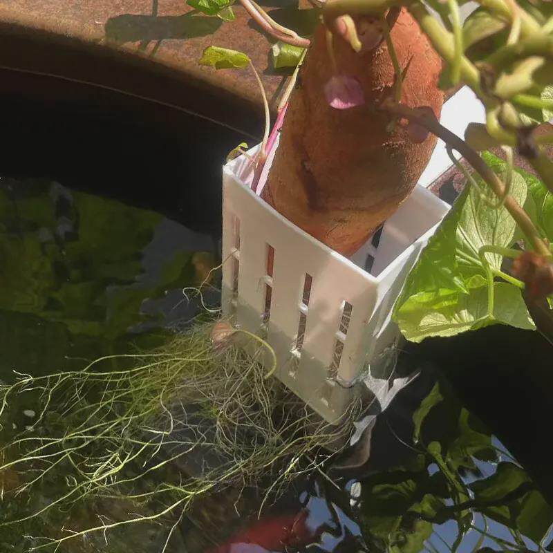 鱼缸水培挂篮水培红薯篮水培定植篮造景装饰配件古法鱼缸水培挂篮