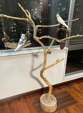 干树枝原木杈干鸟架造型壁挂衣架艺术干枝枯木树干架吊顶龙骨装饰