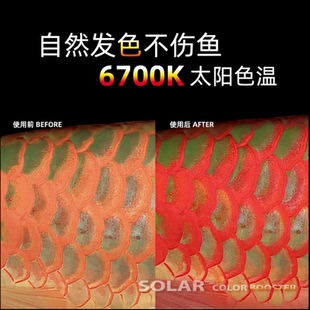 尼奥SOLAR雷龙鱼专用灯日光发色灯防水灯LED鱼缸灯金鱼增艳增色