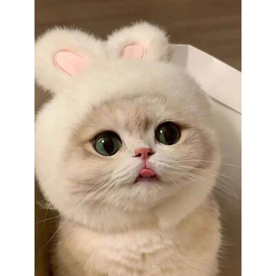 宠物兔子可爱头饰猫咪头套耳朵可立帽子网红英短拍照小狗变装装扮