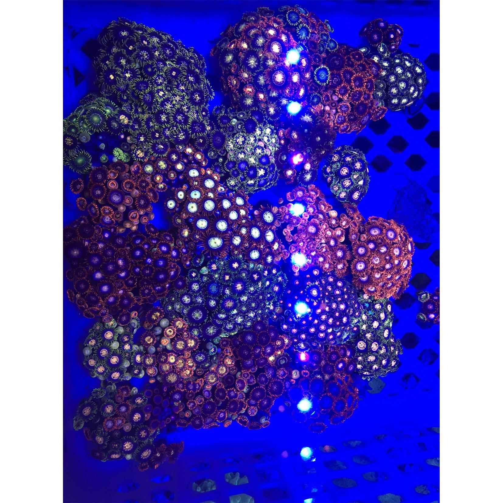 海葵活物海水纽扣珊瑚海水珊瑚海葵造景海缸活体软体观赏珊瑚