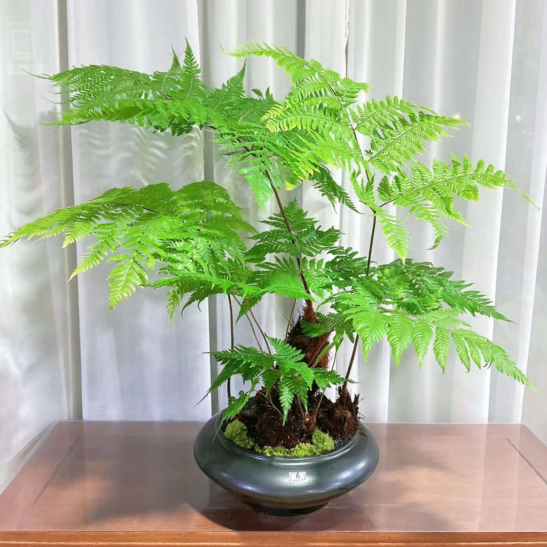 红磷蕨苔藓球水培植物一叶蕨类室内耐阴新中式禅意盆景观叶绿植物