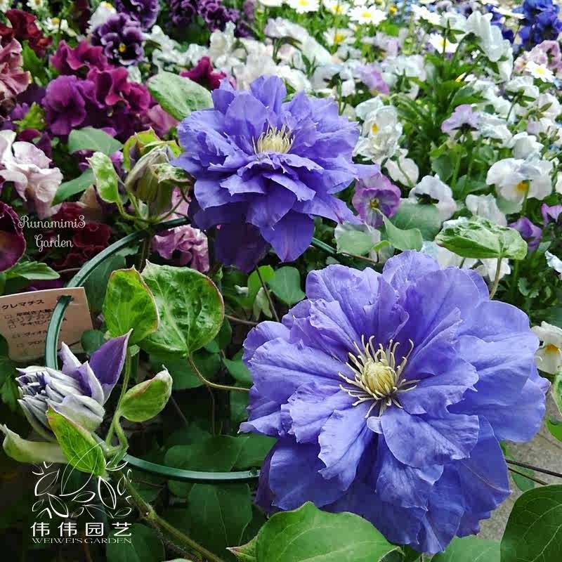 伟伟园艺 卡纳瓦铁线莲 重瓣大花爬藤植物窗台庭院露台花园盆栽