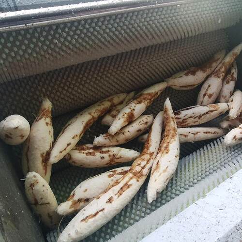 葛根去皮机毛辊磨皮清洗机商用不锈钢多功能根茎材去皮清洗机