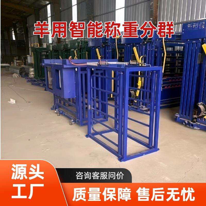羊用智能称重三分群设备自动称重耳标识别数据自动上传