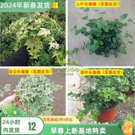 常春藤吊兰金边心叶常春藤植物盆栽花卉家装修房除苯净化空气室内