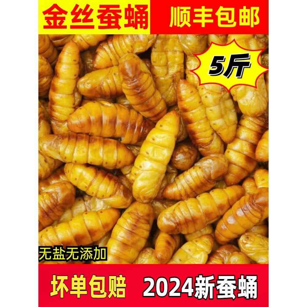 新鲜金丝蚕蛹鲜活冷冻商用烧烤特级山东特产农家桑蚕顺丰快递