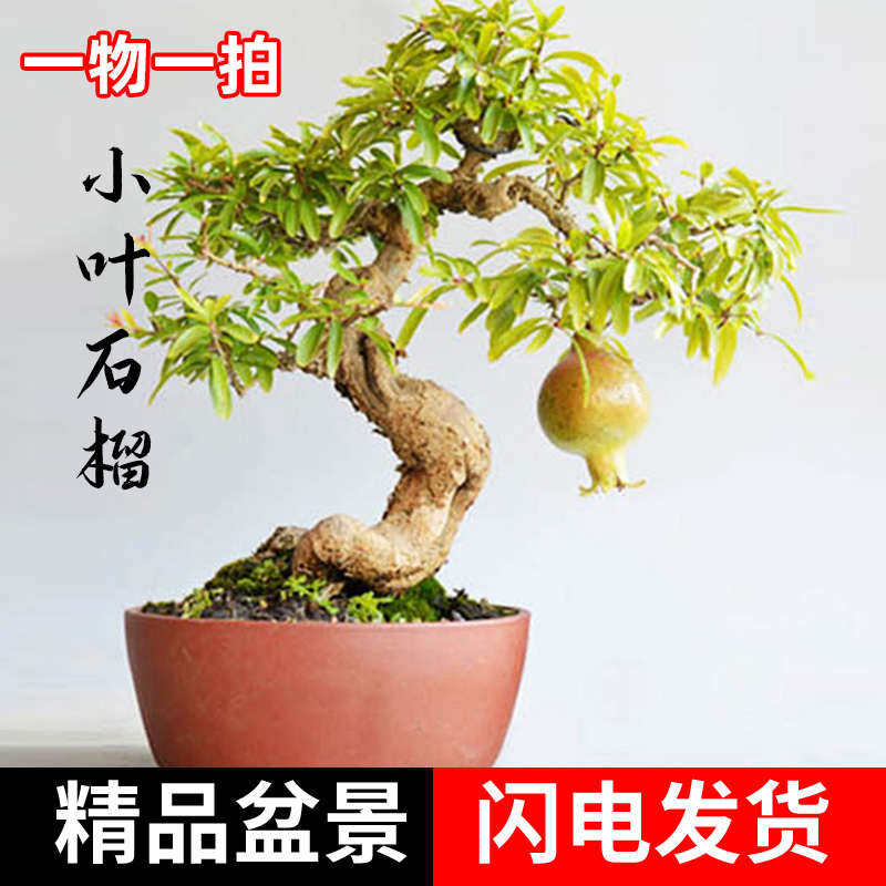 石榴微型盆景矮霸老桩日本小叶红花白花精品籽播造型开花结果原生