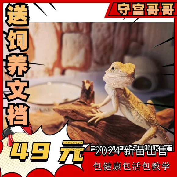 鬃狮蜥蜴幼体入门级冷门宠物幼苗温顺可爱不咬人新手沙漠杂食爬宠