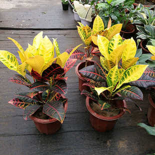 变叶木盆栽 彩色木 洒金榕星点木 金灿灿的叶子 耐热耐晒观叶植物