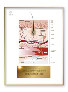 美容院挂画皮肤管理装饰画金色轻奢皮肤抗衰老原理结构广告宣传海