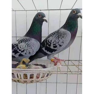 鸽子活体青年鸽活信鸽白羽王瓦灰鸽子雨点银王鸽观赏鸽子肉鸽一对