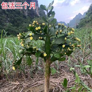 单刺团扇夏季花量最多仙人掌老桩发货室内净化空气户外造景易养活