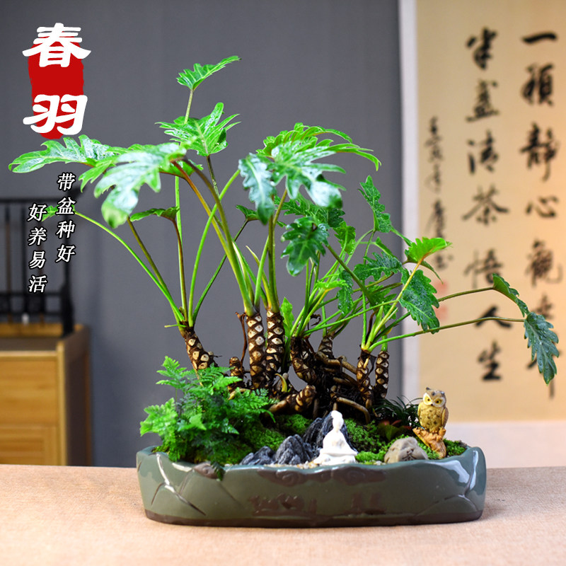 龙鳞春雨盆景绿植蔓绿绒室内办公室植物客厅办公桌面网红盆栽礼品
