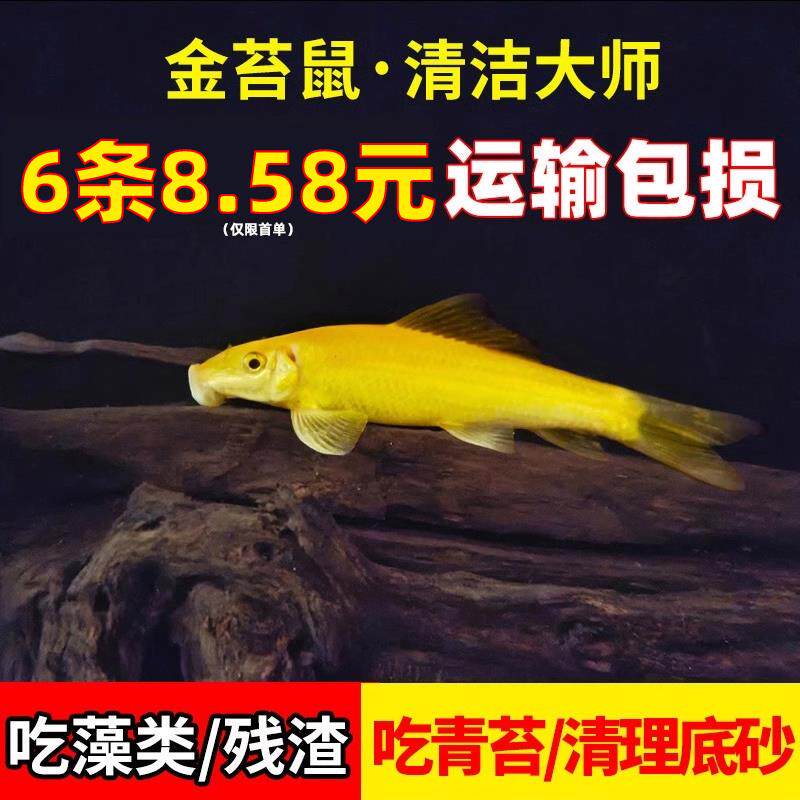 清道夫鱼缸清洁工鱼金苔鼠除藻吃鱼屎工具鱼淡水青苔鼠热带观赏鱼