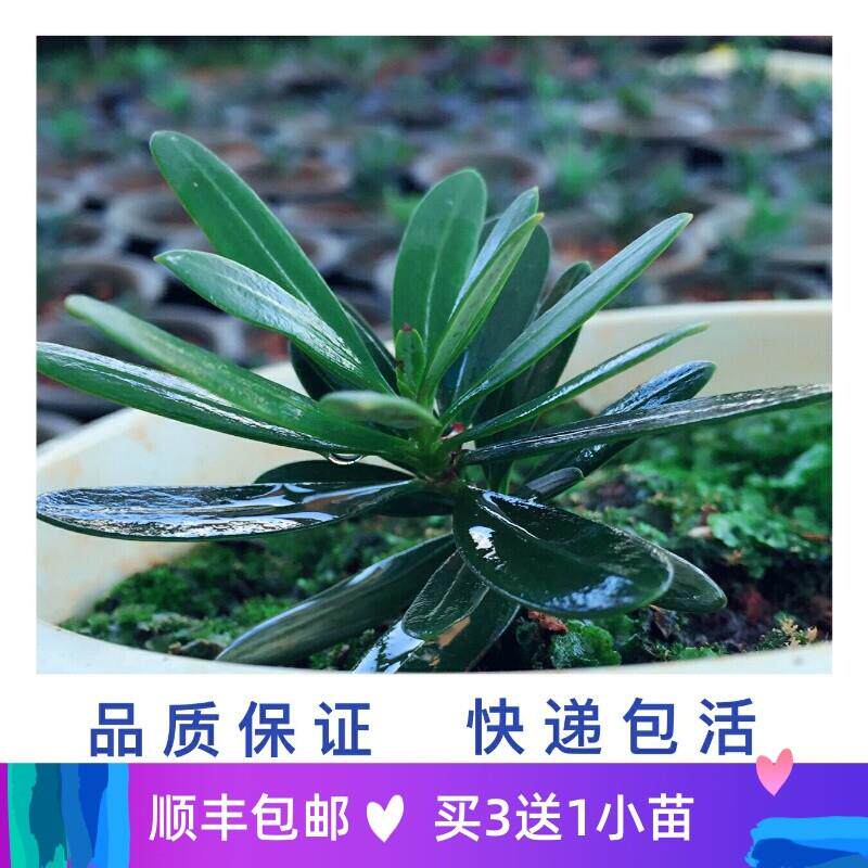 正宗大理罗汉松云南短大叶扦插苗雌株非嫁接绿植盆景素材盆栽包邮